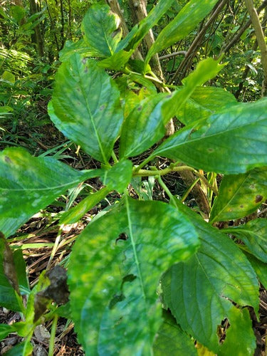 Hortensje — Bild 3