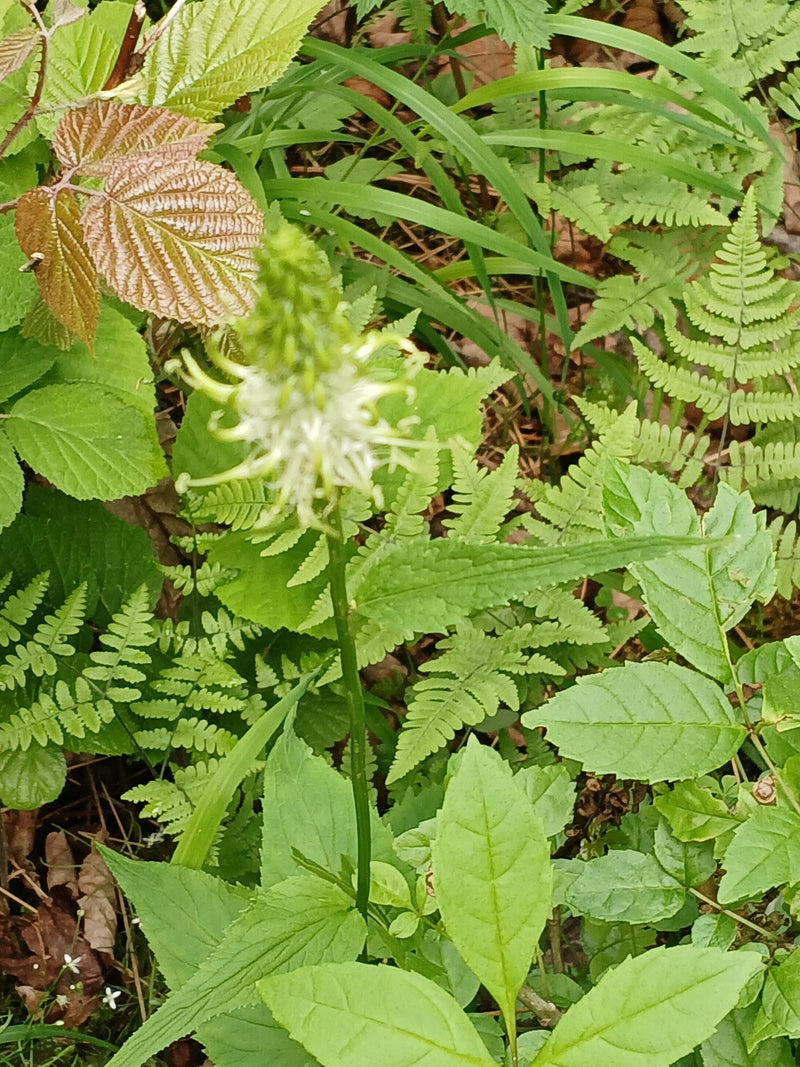 Kolczasty pazur diabła — Bild 1