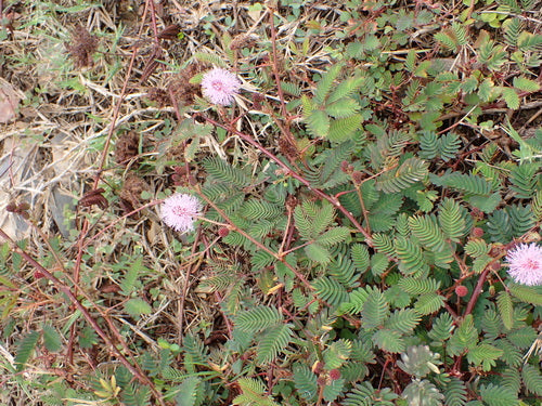 rośliny strączkowe — Bild 2