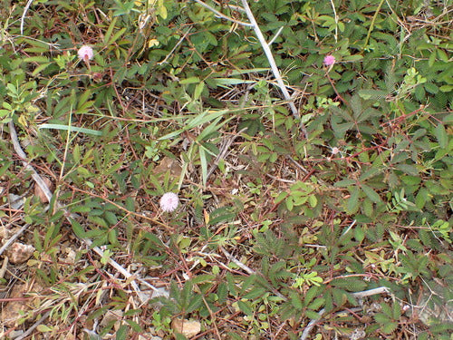 rośliny strączkowe — Bild 1