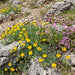 Hufeisenklee (Hippocrepis comosa) in Blüte im naturnahen Garten (KI-generiert)