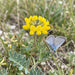 Blüte von Hufeisenklee (Hippocrepis comosa) in Nahaufnahme (KI-generiert)