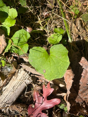 Podbiał — Bild 5