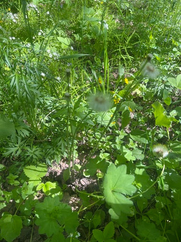 Podbiał — Bild 3