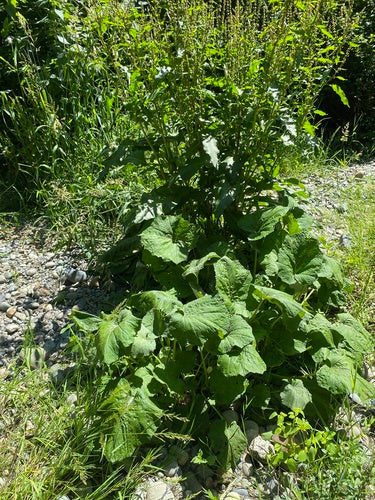 Podbiał — Bild 4