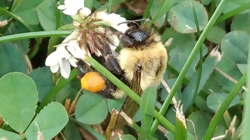 trzmiel — Bild 4
