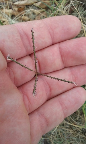 Trawa zębata — Bild 3