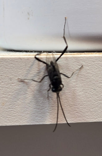 Głodna osa — Bild 3