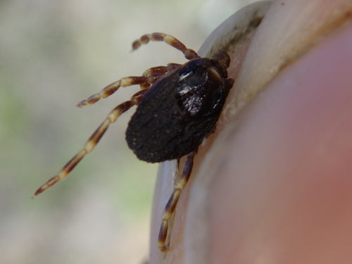Kleszcz Hyalomma — Bild 2