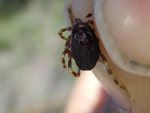 Kleszcz Hyalomma — Bild 1