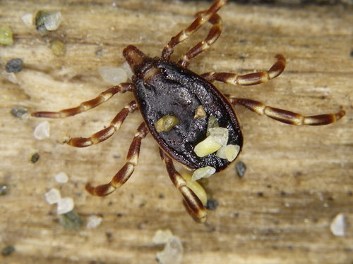 Kleszcz Hyalomma — Bild 4