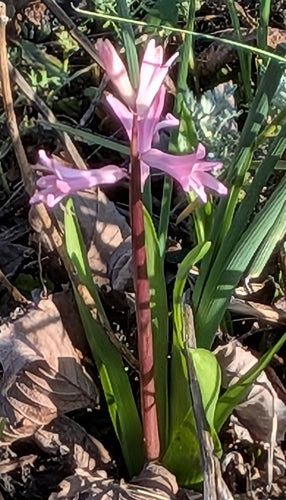 hiacynt — Bild 3