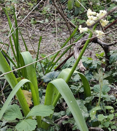 hiacynt — Bild 4
