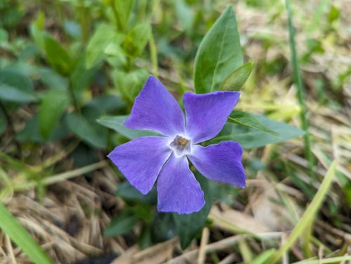 Zimozielony — Bild 2