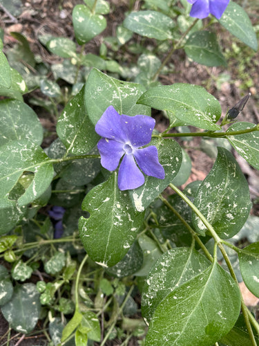 Zimozielony — Bild 5