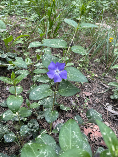 Zimozielony — Bild 4