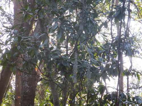 Zimozielona magnolia — Bild 4