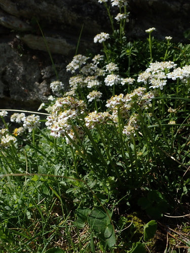 Zimozielony cukierek — Bild 5