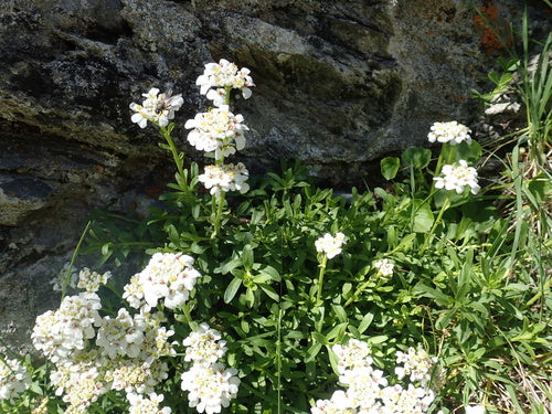 Zimozielony cukierek — Bild 2