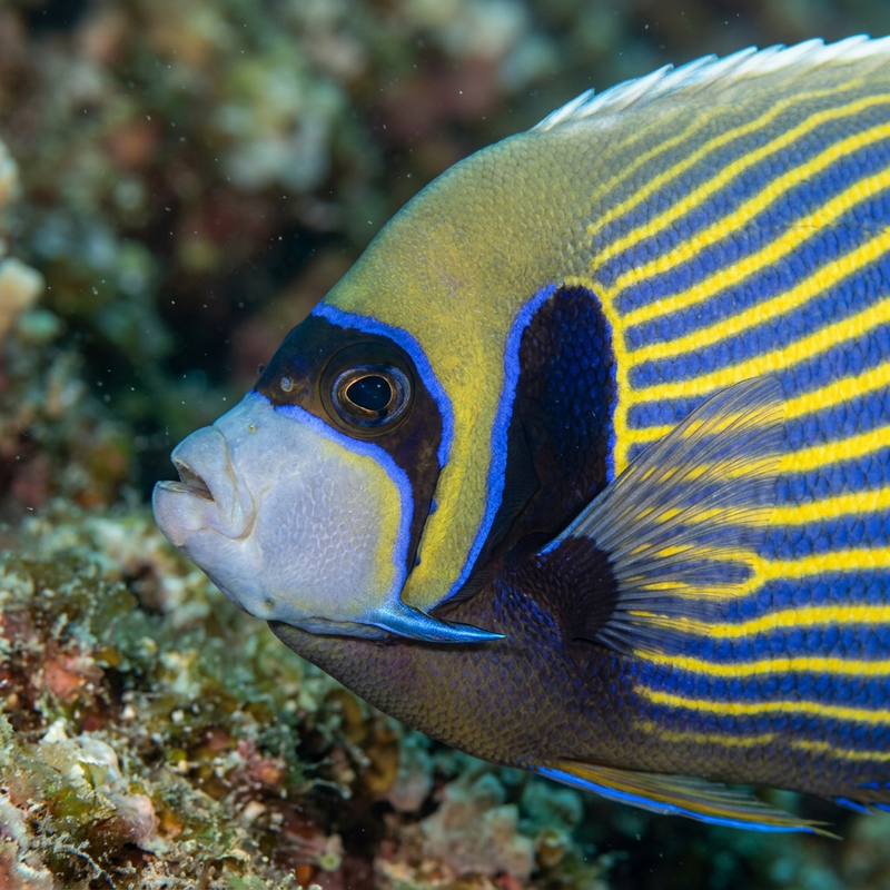 Skalary cesarza (Pomacanthus imperator), ilustracja AI