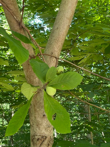 Indyjski banan — Bild 2