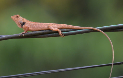 Indyjska jaszczurka versicolor — Bild 5