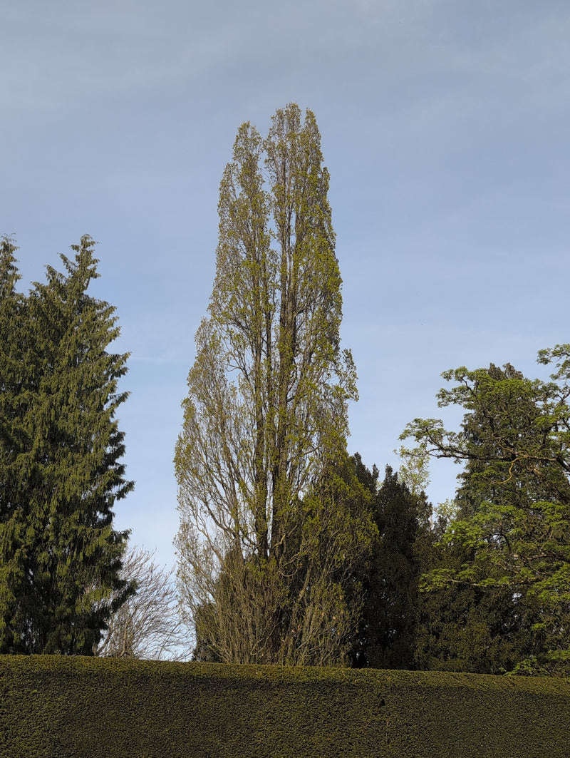 Topola czarna — Bild 1
