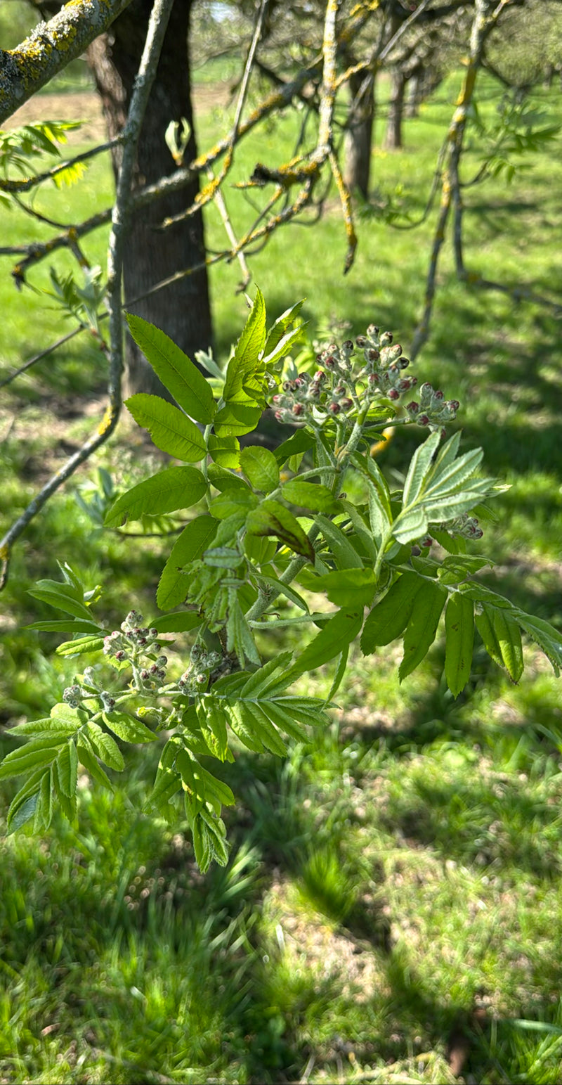 jarzębina — Bild 1