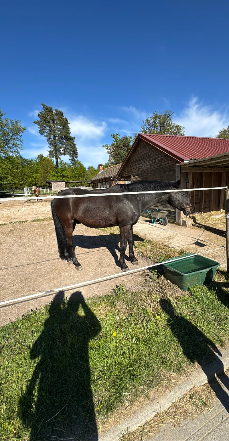 Ciemny koń domowy stoi bokiem na piasczystym padoku obok drewnianego budynku. W tle widać innego konia na wybiegu.