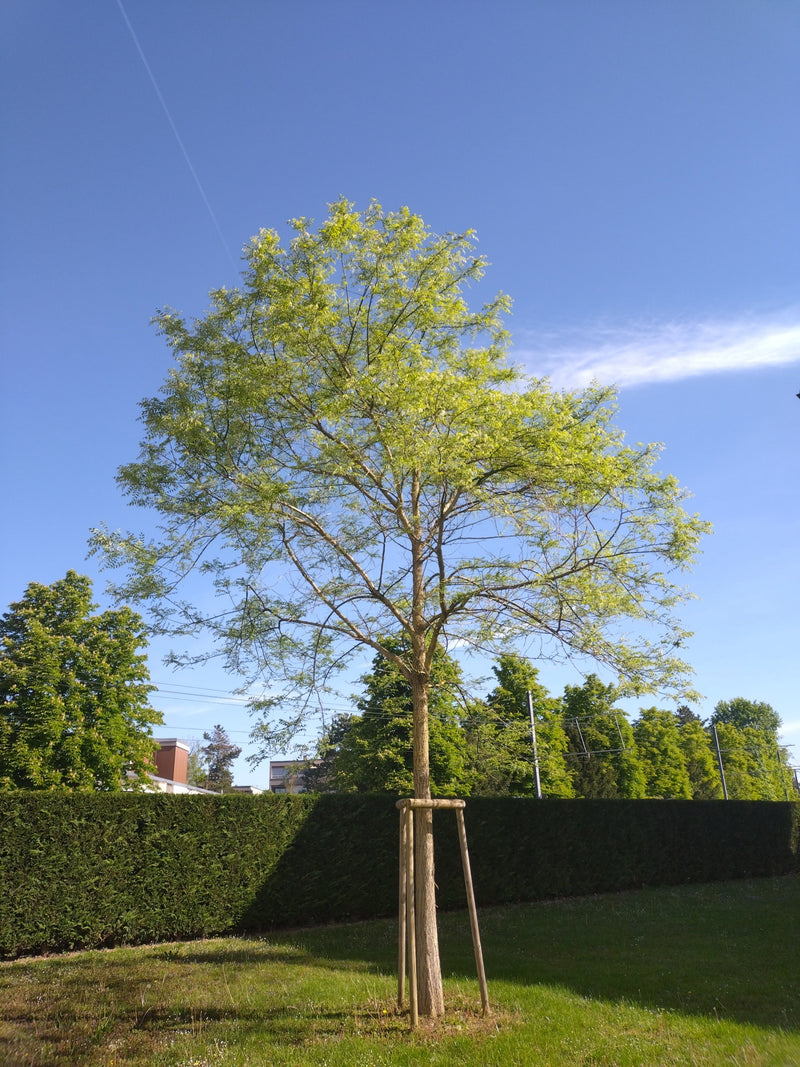 Robinia zwyczajna — Bild 1
