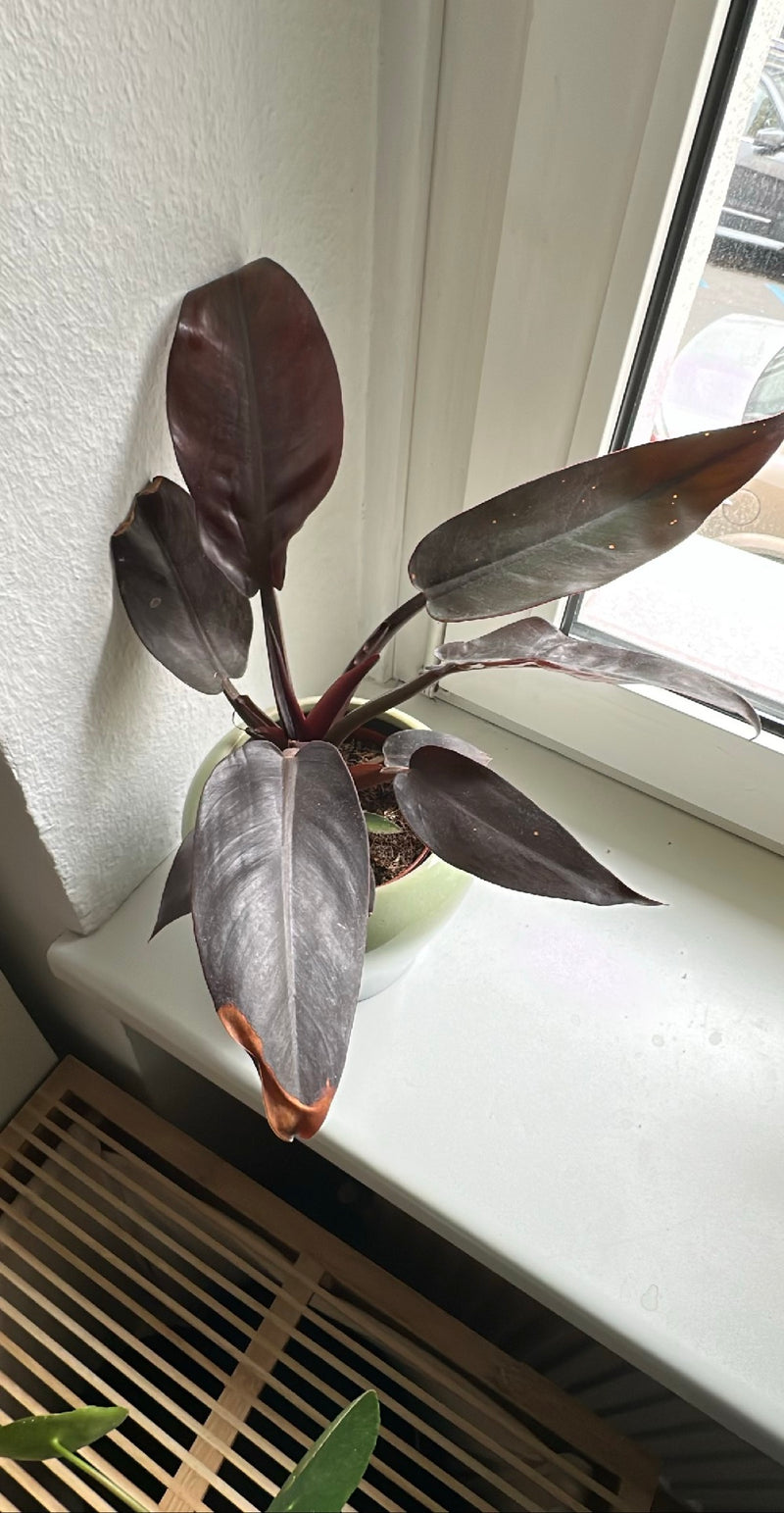 Przyjaciel drzewa czerwonego (odmiana „Black Cardinal”) — Bild 1