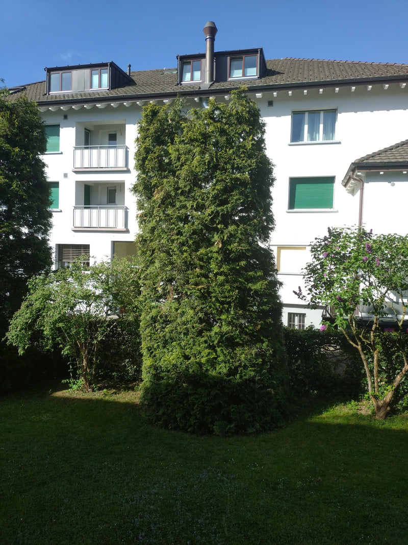 Na zdjęciu widocznym jest duża, kolumnowa tuja zachodnia (Thuja occidentalis) w ogrodzie przed białym budynkiem mieszkalnym.