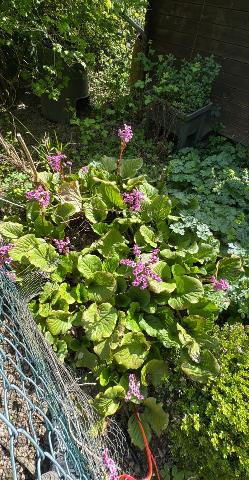 Bergenia sercowata — Bild 3