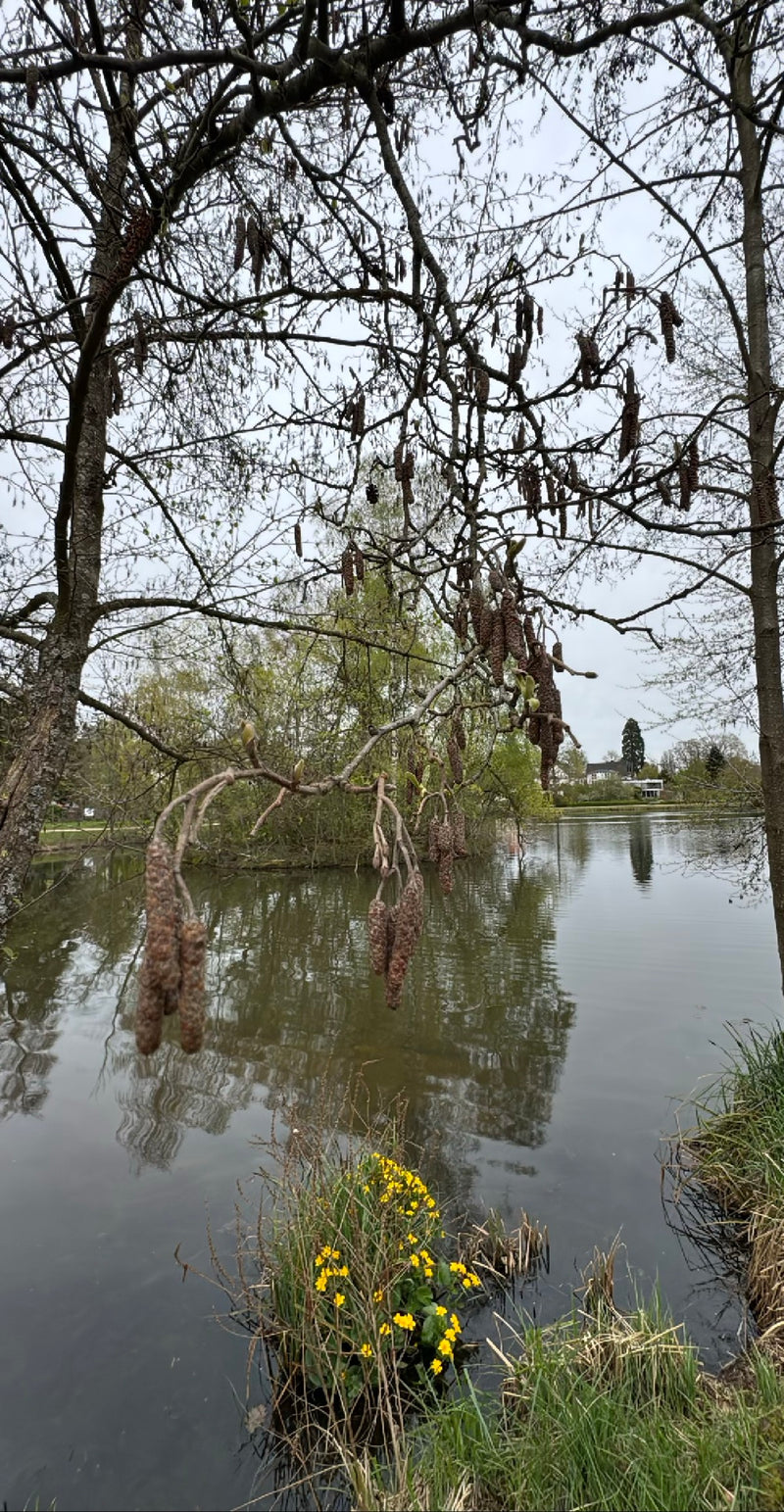 Czarna olcha — Bild 1