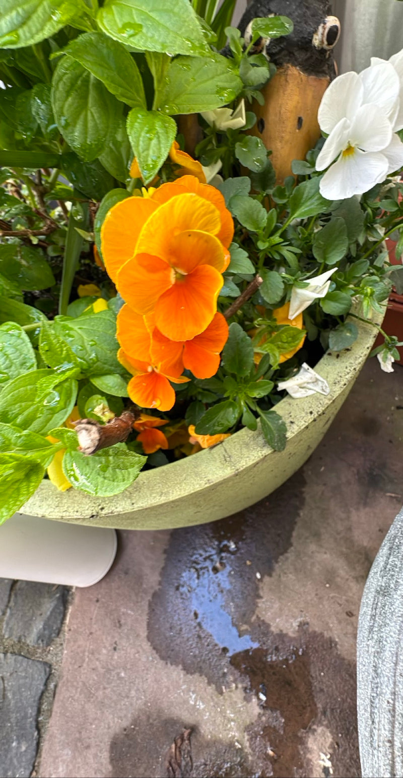 Bratki ogrodowe — Bild 2