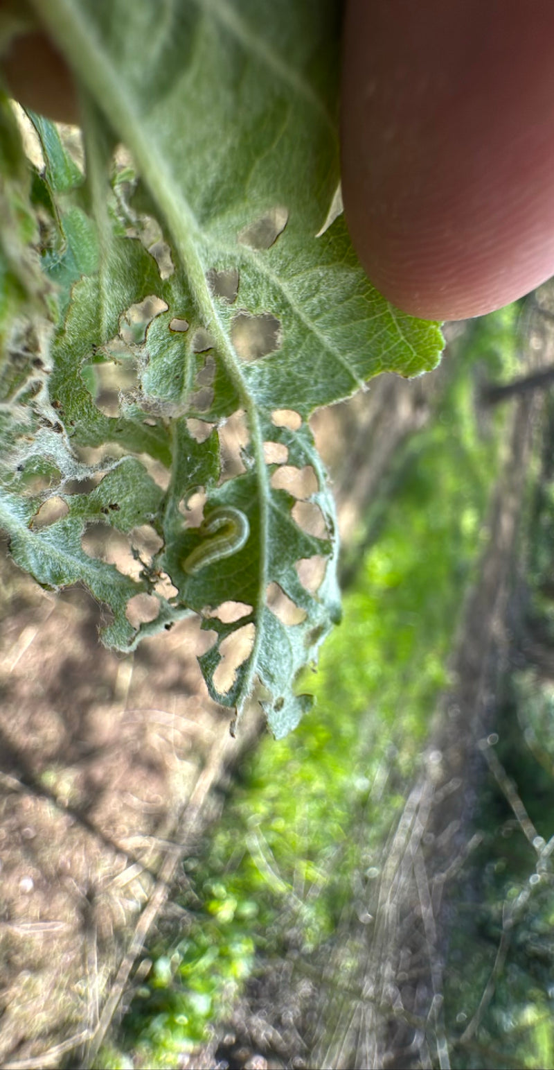 Operaphtera Brumata — Bild 1