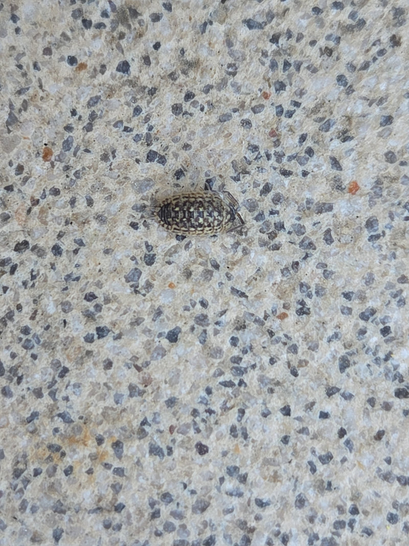Stokarka jest dobrze widoczna na jasnej podłodze z kamieni. Zwierzę prezentuje swój charakterystyczny wzorzysty pancerz.