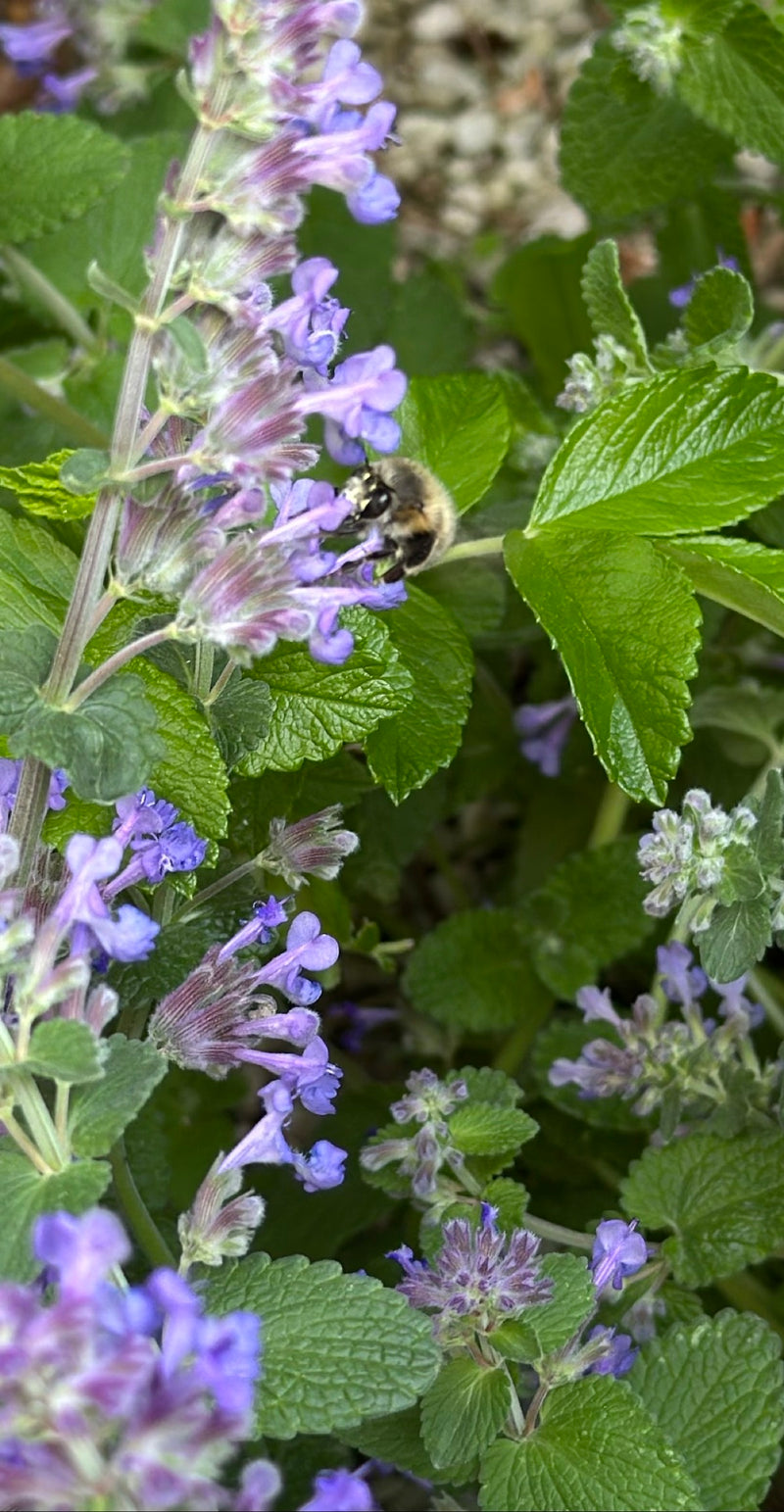 Pszczoła z rodzaju Anthophora siedzi na fioletowym kwiatostanie, zbierając nektar. Otoczenie składa się z zielonych liści i innych kwiatów.