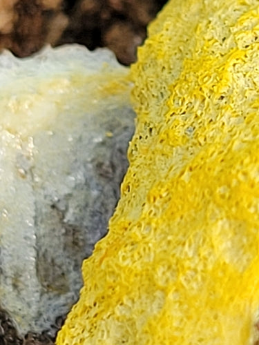 Jaśmin — Bild 2