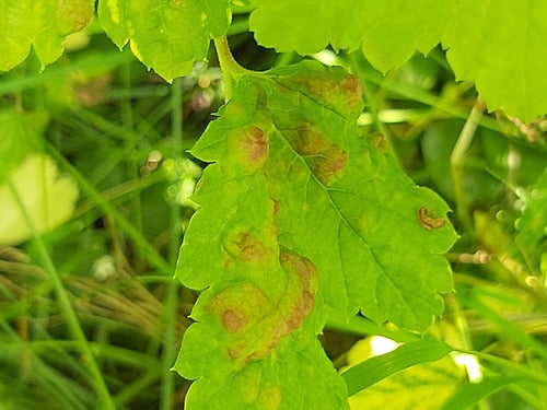 Porzeczkowa mszyca — Bild 3