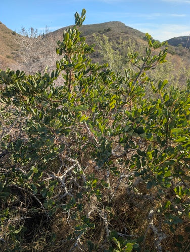 Drzewo karobowe — Bild 3