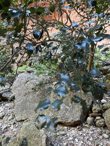 Drzewo karobowe — Bild 4