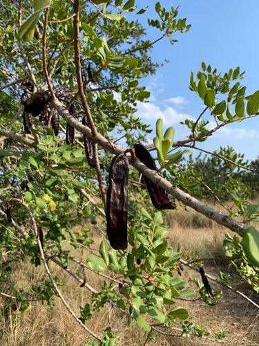 Drzewo karobowe — Bild 5