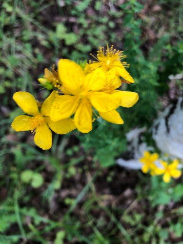 Johanniskraut - Bild 5