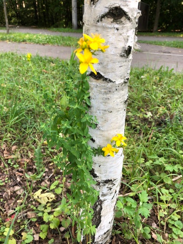 dziurawiec zwyczajny — Bild 3