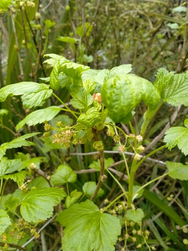 Jostaberry — Bild 3