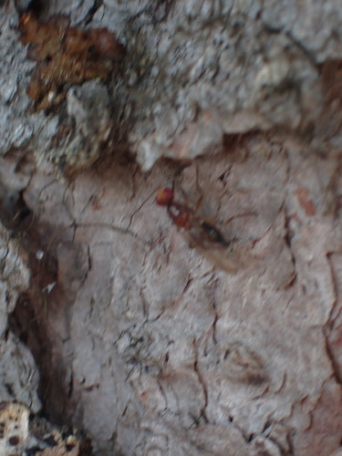 Serowe muchy — Bild 5