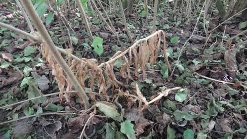 Kaiserkrone - Bild 1