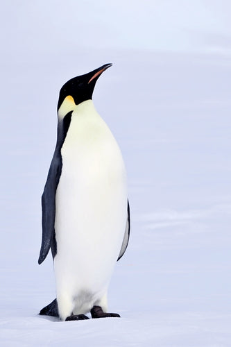 Pingwin cesarski — Bild 5