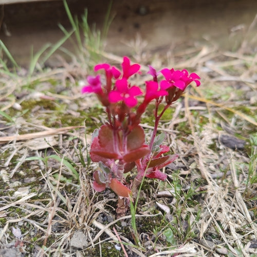 Kalanchoe — Bild 1